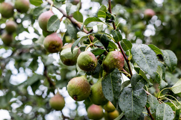 A green pear on a tree after a rain in droplets of dew.