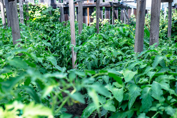 The rows of tomato seedlings home-grown produce.