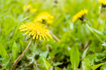 yellow dandelion flowers in the spring in a natural place of growth