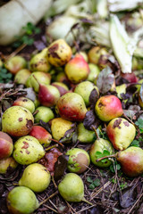 Rotten pears on the ground