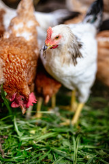 Chickens on the farm. Toned, style, color photo.