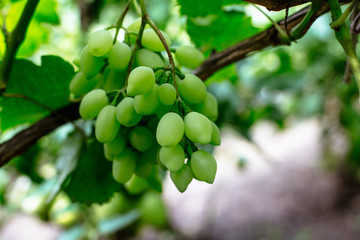 Beautiful young unripe grapes at summer.