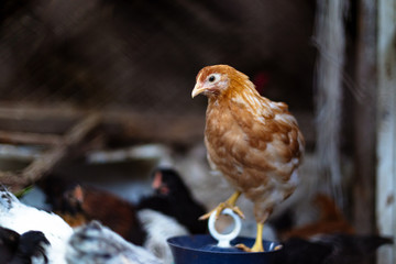 Chickens on the farm. Toned, style, color photo