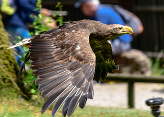Raubvögel