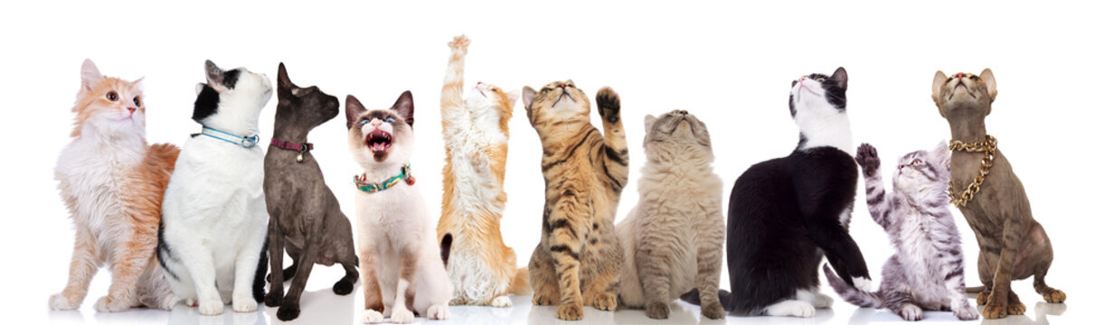 Group Of Ten Cute Cats Looks Up