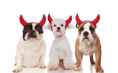 three cute devil dogs wearing red horns