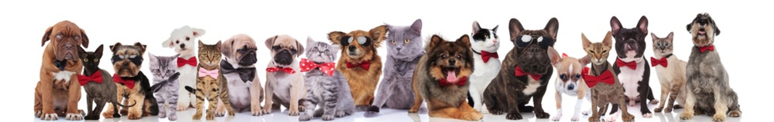 group of happy cats and dogs wearing bowties