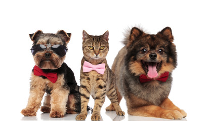 stylish group of three dogs and cats with bowties and sunglasses