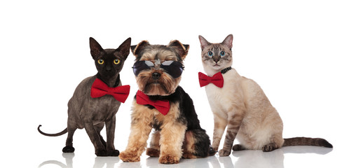 cool yorkshire terrier and two cats wearing bowties