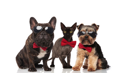 three cute mixed pets wearing bowties and sunglasses