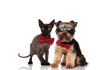 adorable pet couple wearing bowties and sunglasses