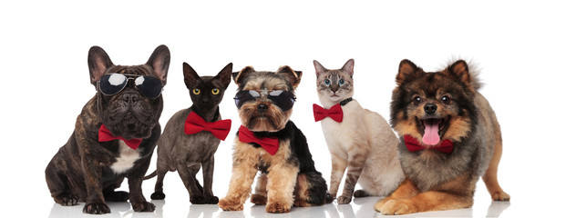 team of five cool pets wearing sunglasses and bowties