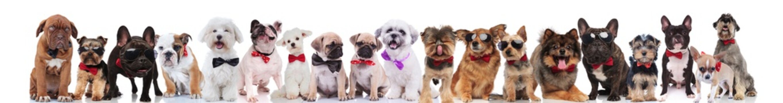 large group of gentleman dogs of different breeds wearing bowties