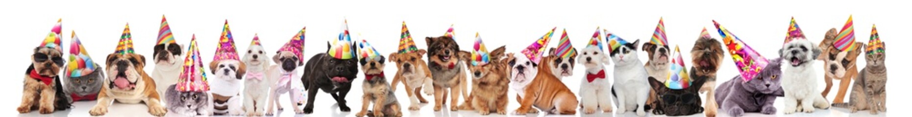 many happy pets wearing birthday hats, sunglasses and bowties