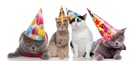 Search Photos Feline