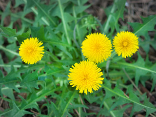yellow dandelions