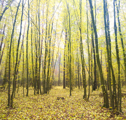 Fototapeta premium jesienny las