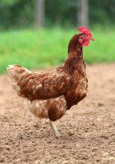 brown hen looking for food in the farm yard. Chickens. Free Range Cock and Hens