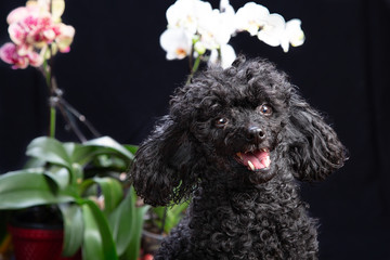 Barboncino nero in primo piano e fiori sullo sfondo scuro