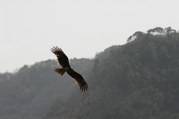 鳶の飛翔