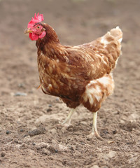 brown hen looking for food in the farm yard. Chickens. Free Range Cock and Hens
