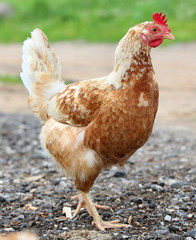 brown hen looking for food in the farm yard. Chickens. Free Range Cock and Hens