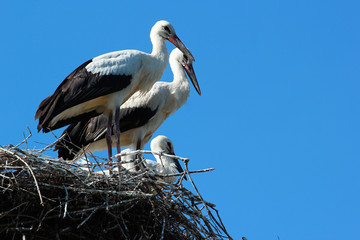 Four storks in the nest