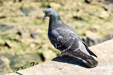 Taube