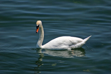 beauty white swan on blue water