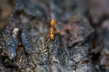 Ants at Work