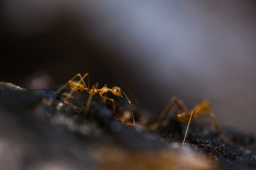 Ants at Work