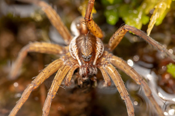 Raft spider macro 4
