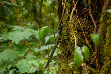 Detalles del bosque