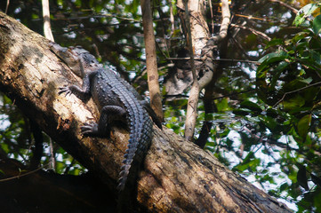 Cocodrilo en el manglar