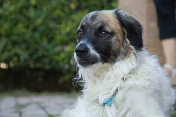 cagnolino meticcio