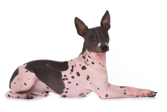American Hairless Terrier isoliert auf wei&szlig;em Hintergrund
