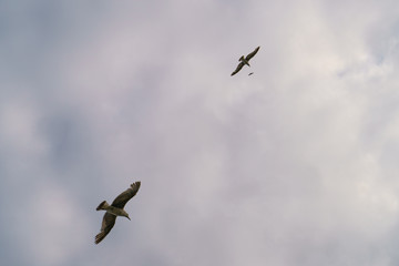 Seagulls in the cloudy sky