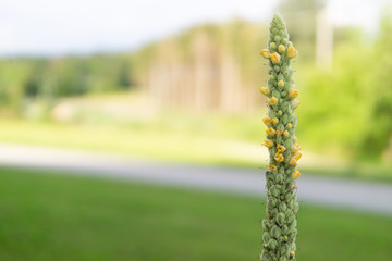 Small-flowered mullein