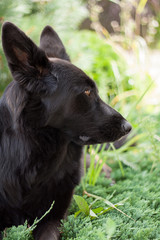 Black German shepherd lying on the grass