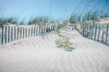 grassy windy sand dunes on the beach