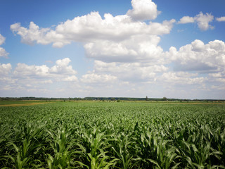 Beautiful Green Corn Field with Blue sky and Clouds