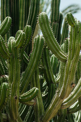 nature poster. green cactus