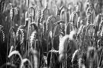 Erntereifes Getreide auf Feld, Landwirtschaft und Ackerbau, schwarz weiß