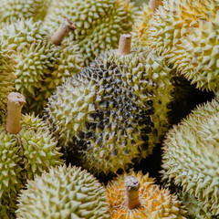 Durian infectious disease. black fungus on durian peel.