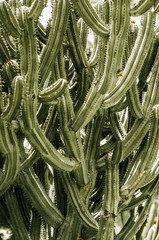 nature poster. green cactus