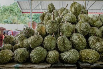 durian on sale, healthy durians for sale in the garden.