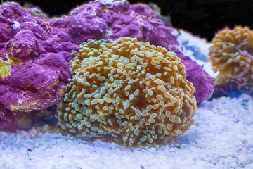 The sea anemone are color of the sea.