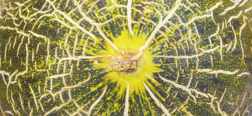 close up macro shot of a fresh melon
