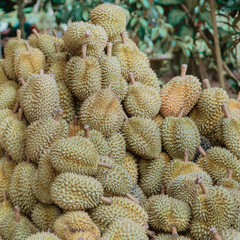 Fototapeta premium Group of durians, durians background.