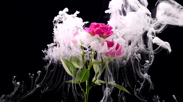 Amazing spreading of paint on a beautiful roses